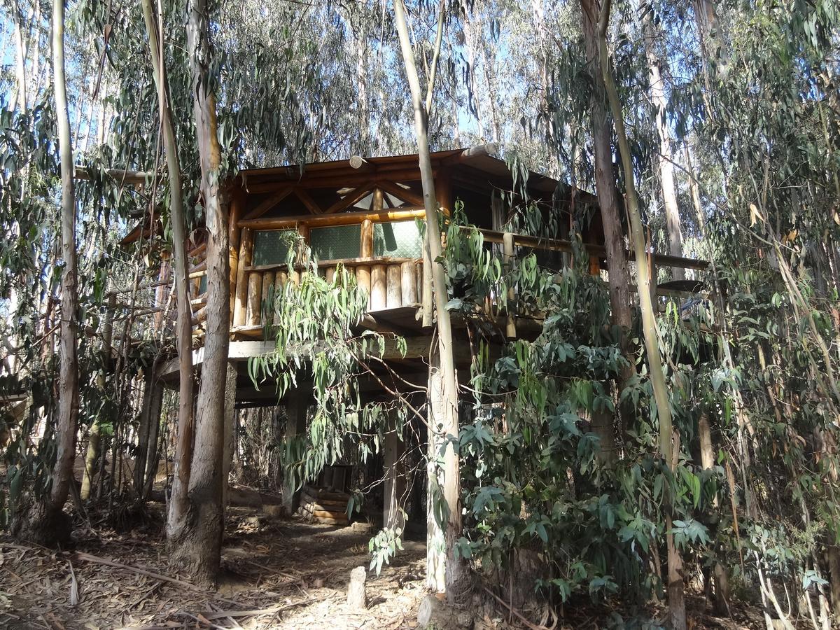 Lodge Curi-huapi Isla Negra